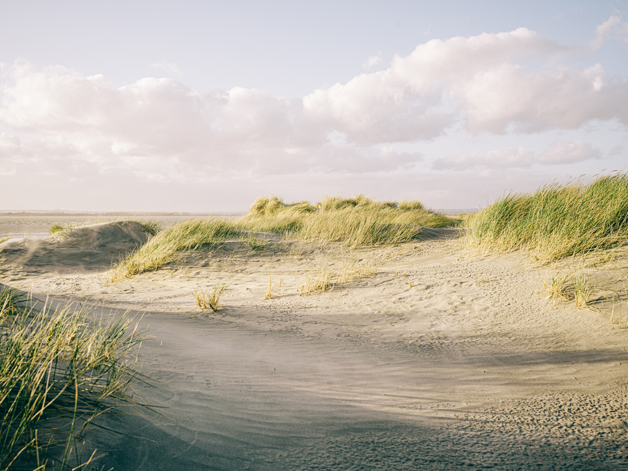 En sandstrand med kullar av vass